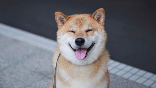 Inilah Anjing Paling Bahagia di Dunia, Setiap Hari Tersenyum