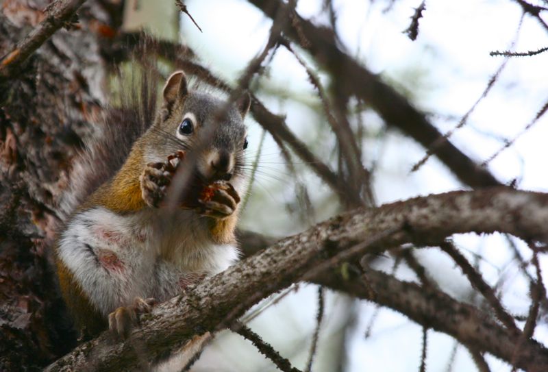Colorado Lifestyle American Red Squirrel