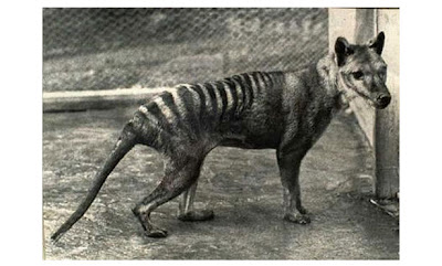 نقره لتكبير أو تصغير الصورة ونقرتين لعرض الصورة في صفحة مستقلة بحجمها الطبيعي