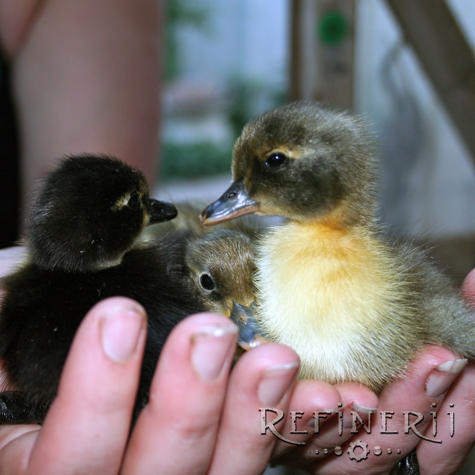 Refinerii Studios: Baby Ducks! Blue & Black Swedish Duckies
