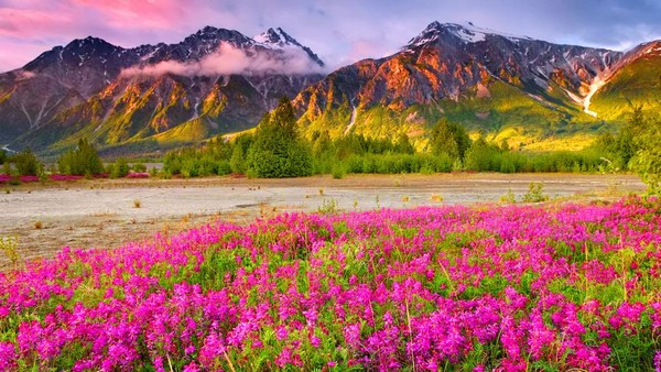 Colorful Field Awesome Looking Pictures