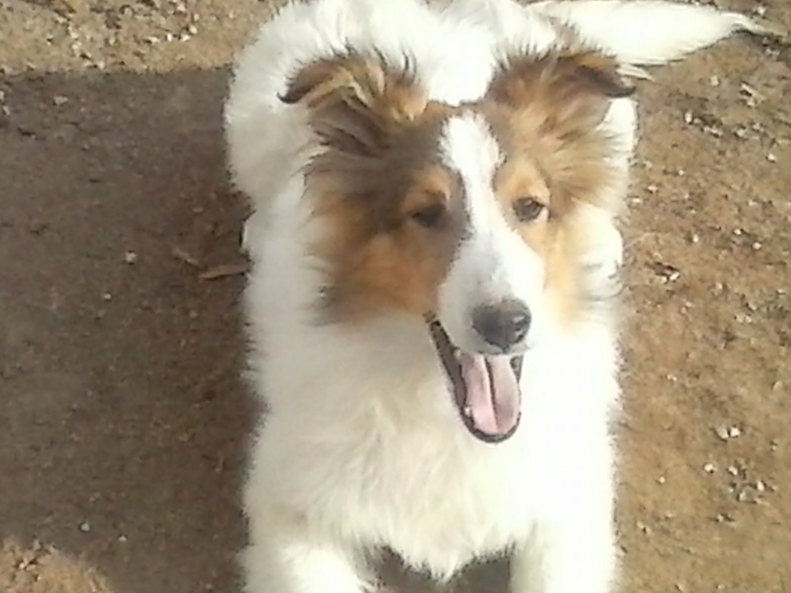 A Happy Sheltie Puppy