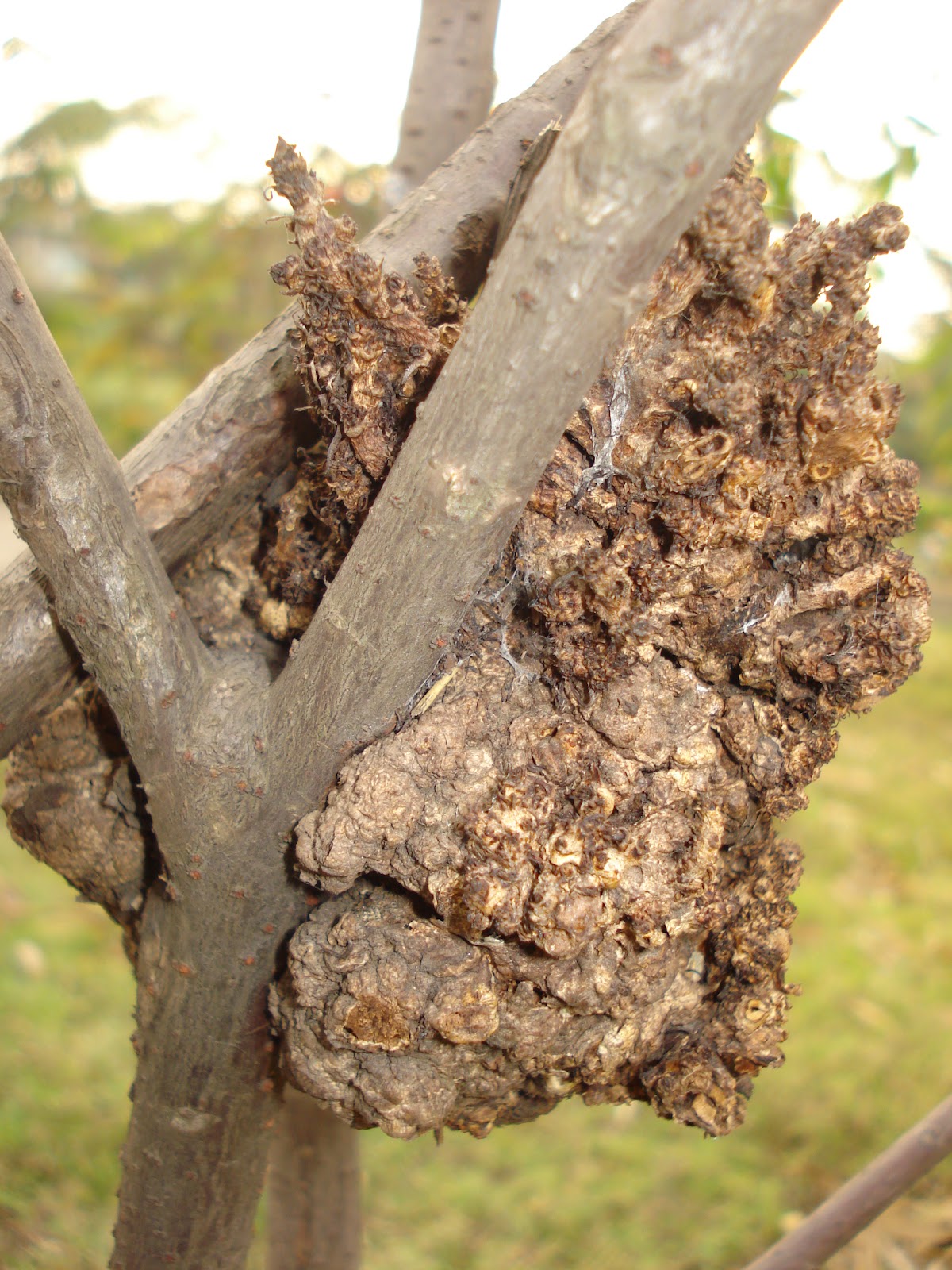 Khichdi Plant Cancer