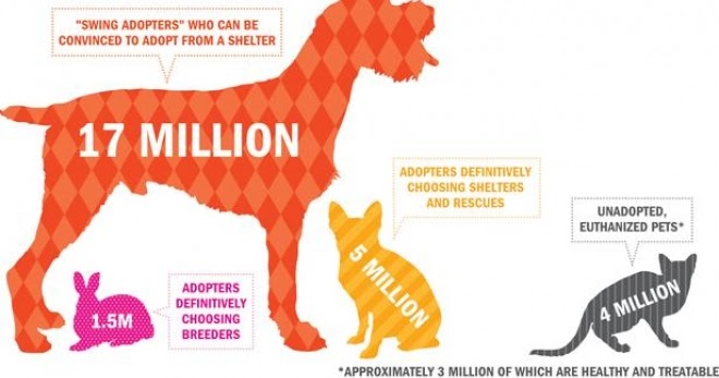 Rescue Dog Statistics Uk Euthanasia Rescue Dog Statistics Uk Euthanasia