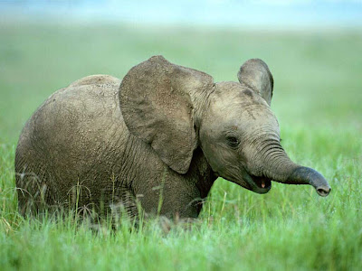 elephent in field
