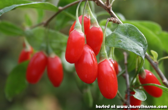 Buah Goji