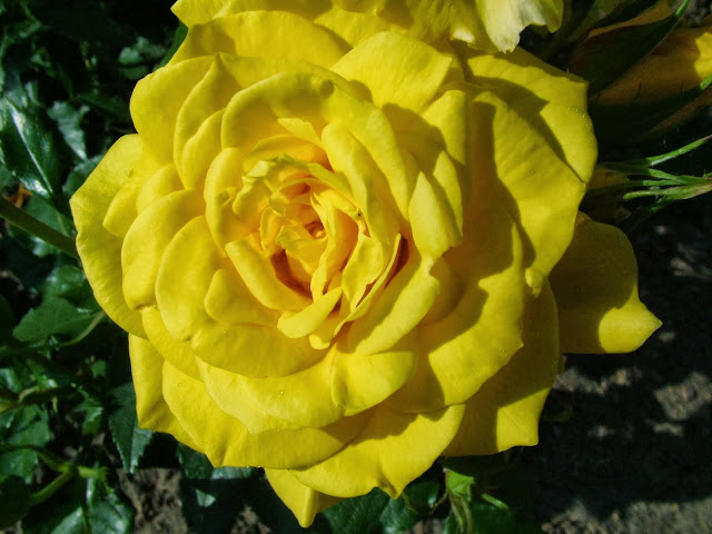 Beautiful Yellow Rose Wallpapers Free Download