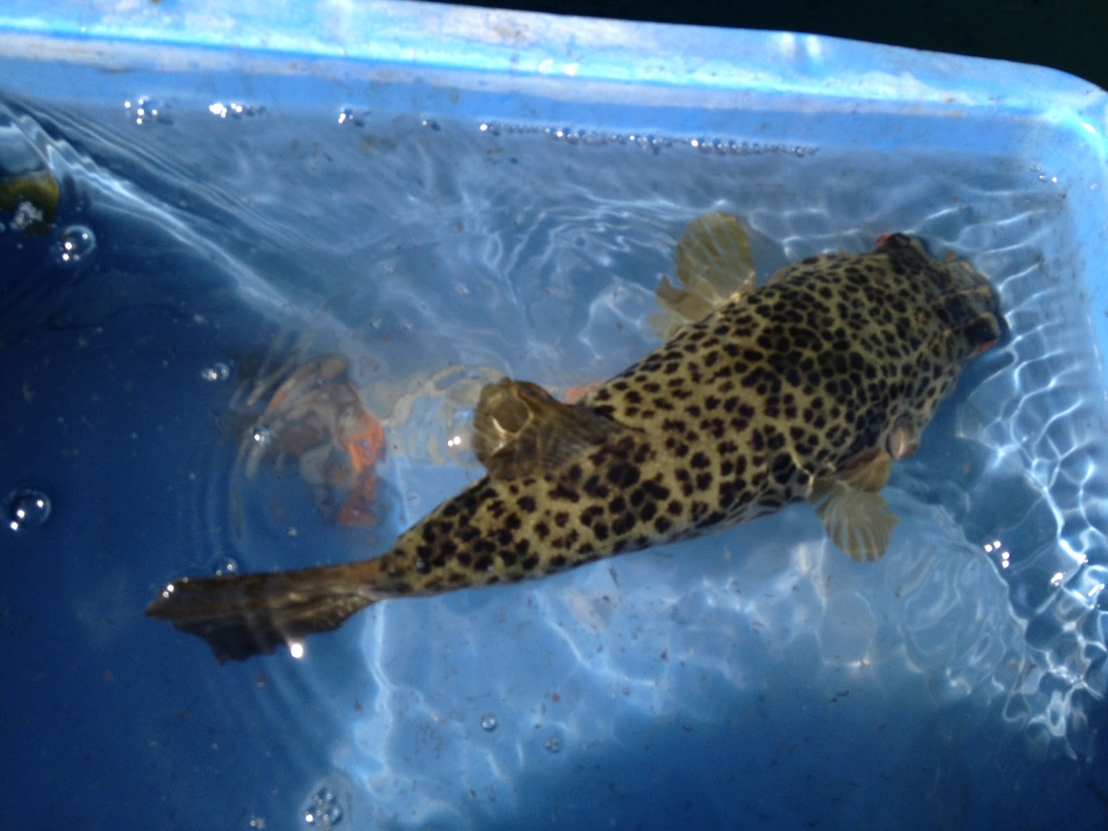 フグの画像 原寸画像検索