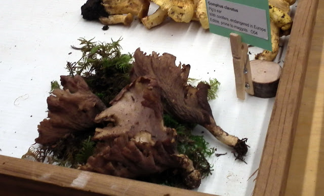 Gomphus Clavatus aka Pig's Ears - edible mushrooms