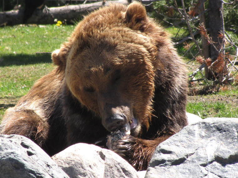 This Grizzly was at the Discovery Park and he was massive!