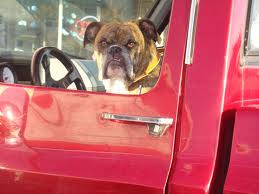 Funny Dog Pictures