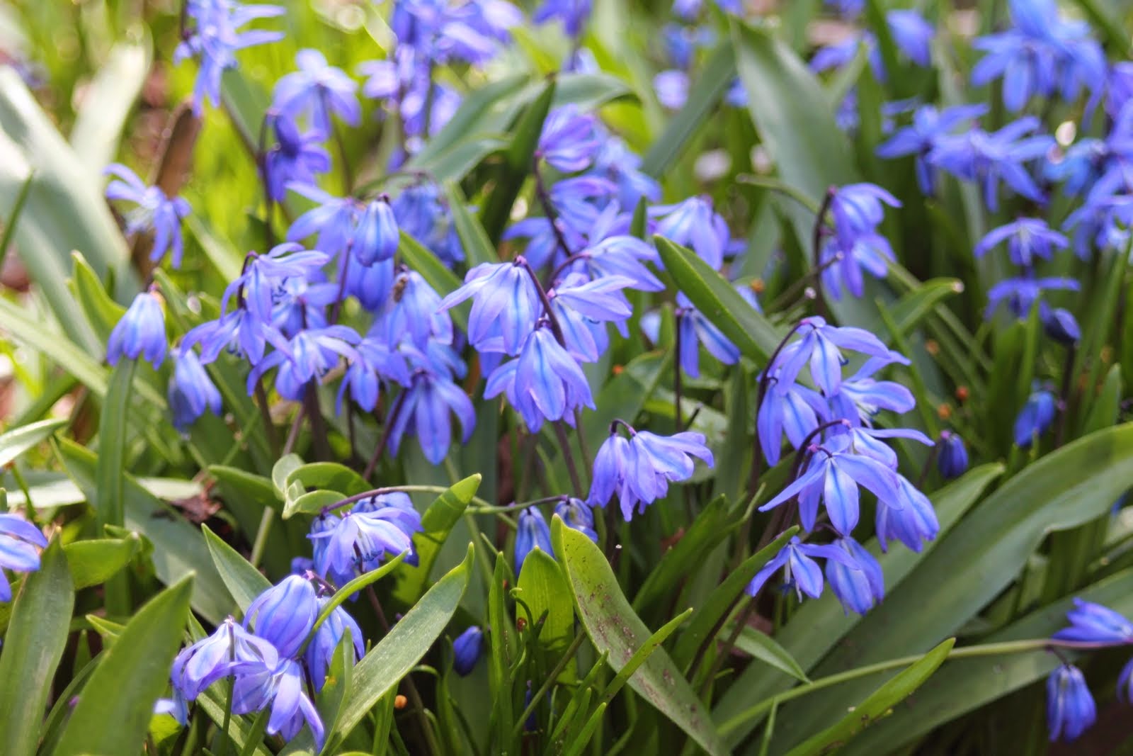 Gardening and Gardens Little Blue Spring Flowers What Are They?