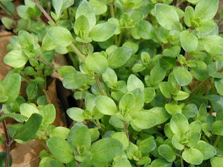 thyme leaves for curly hairtreatment