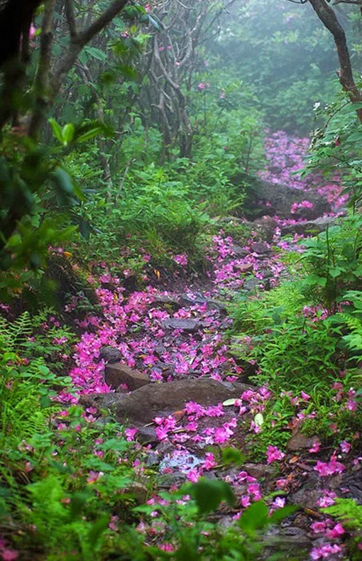  Rhododendron Path , Mount Rogers, Virginia