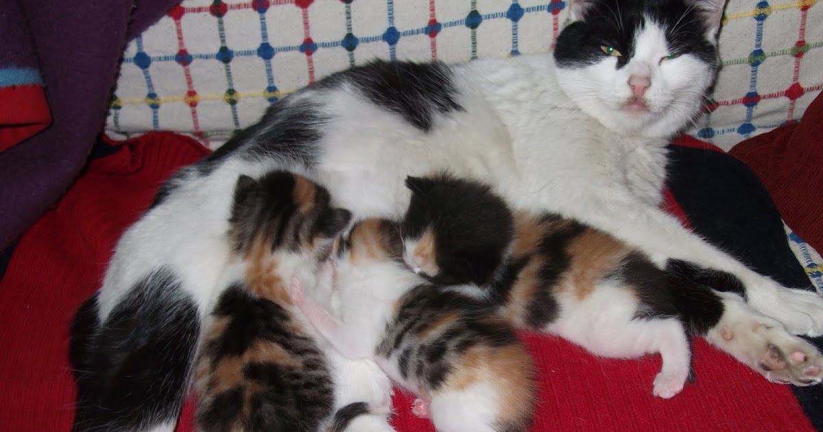 KAVAKTAN TABUT Anne Kedi Gene Yavrulamış&hellip;