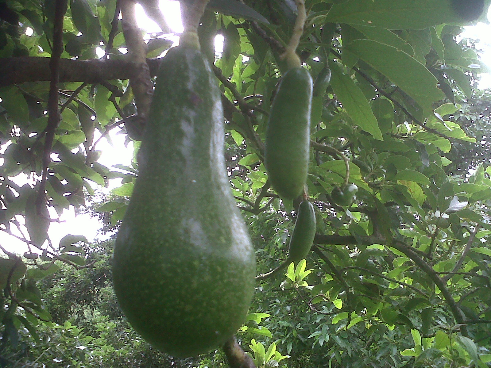 jual bibit alpukat mentega miki wina hass hawaii markus jual bibit alpukat mentega miki wina hass hawaii markus