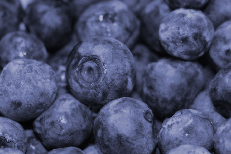 Ratropolis Rats and Blueberries Good for Digestive Health