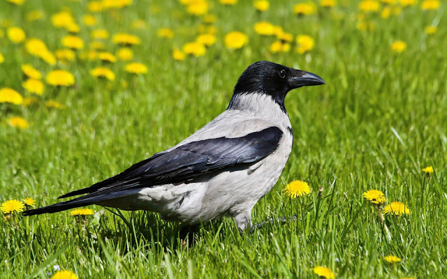 Photo of a crow on the grass