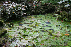 Lily Pond in the Forest