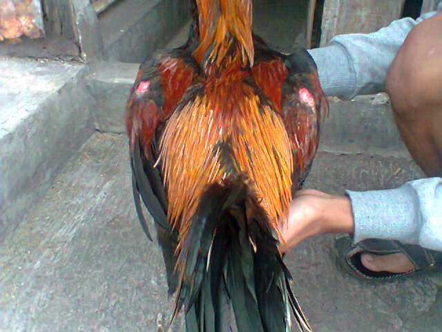 Ayam+Saigon ... ayam bangkoklokal anakan ayam bangkok ayam bangkok lancuran ayam aduan