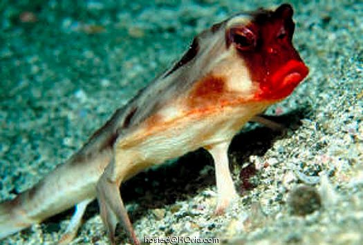ugly fish lips ugly fish lips