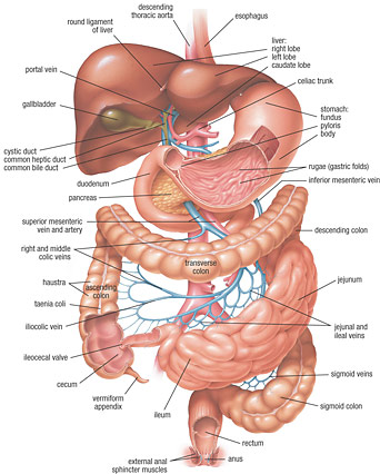 Gastroenterologie