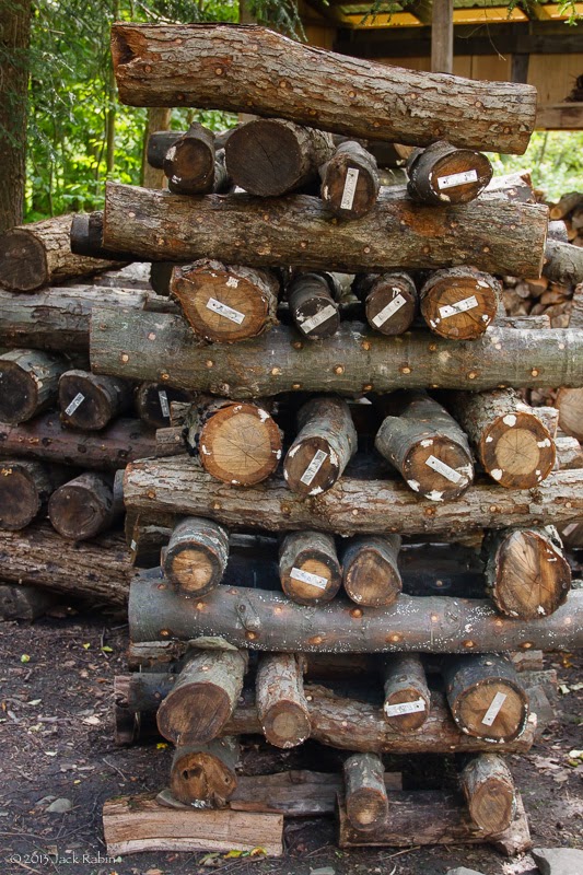 Shiitake logs in shaded laying yard.
