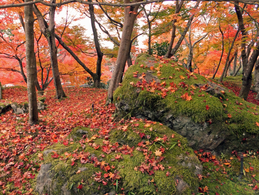 苔むした岩、The mossy rock and autumnal color of leaves　