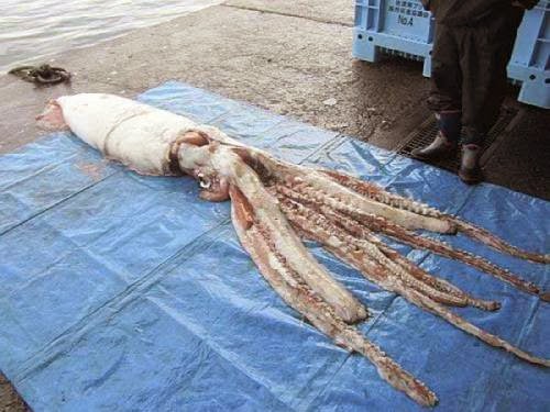 79 Curiosidades del Reino Animal que tal vez no conocías