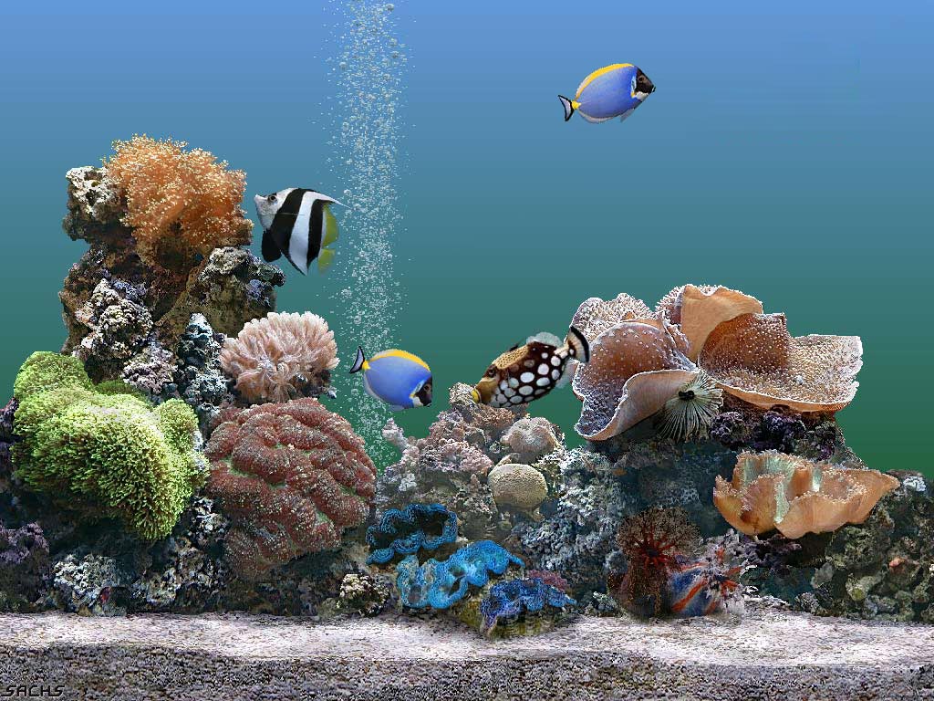 Aquarium hd wallpaper, aquarium wallpaper | Amazing Wallpapers