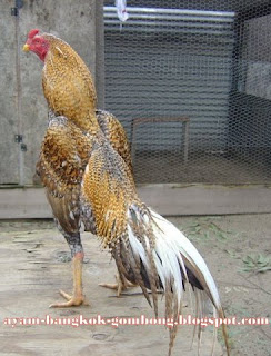 Warna Bulu Ayam Bangkok Perlu Diperhatikan