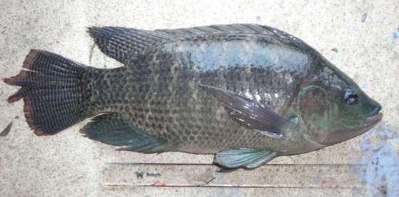 Infoagri Budidaya Ikan Nila