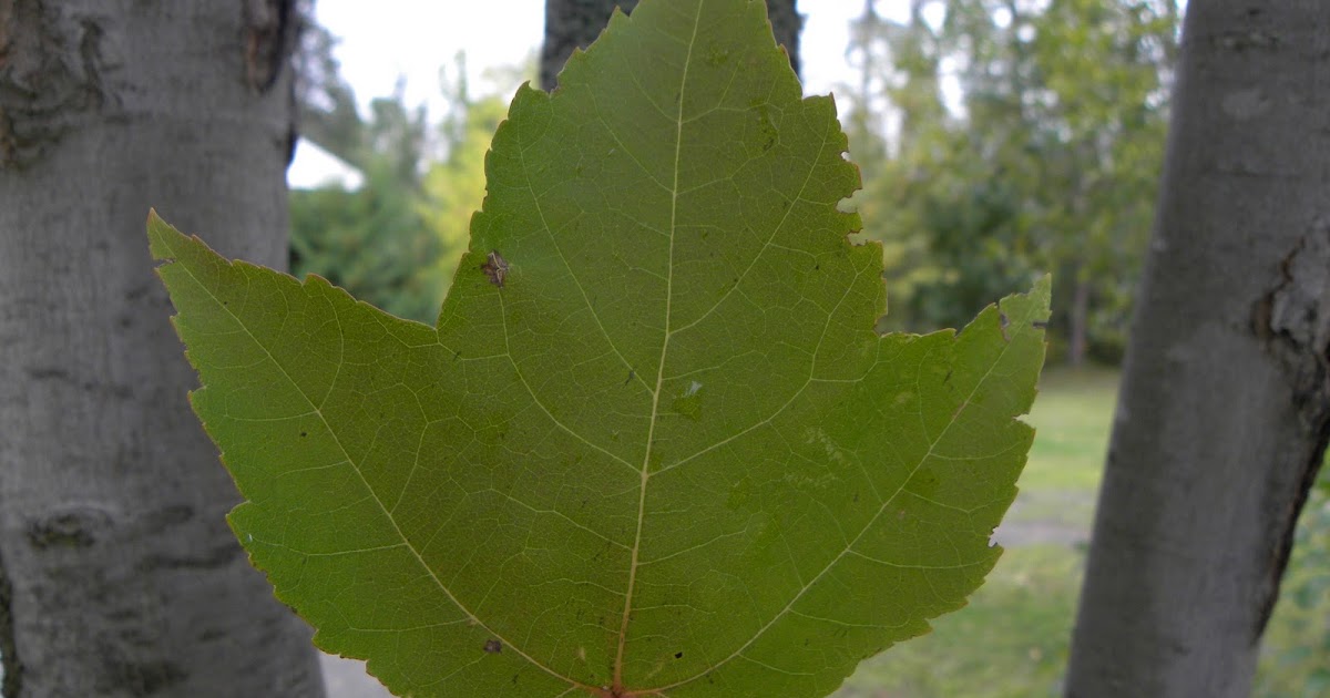 Sugar Maple Leaves Do Turn Red Incoming Bytes