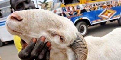 Nikahi Kambing Orang yang Menikah dengan Hewan