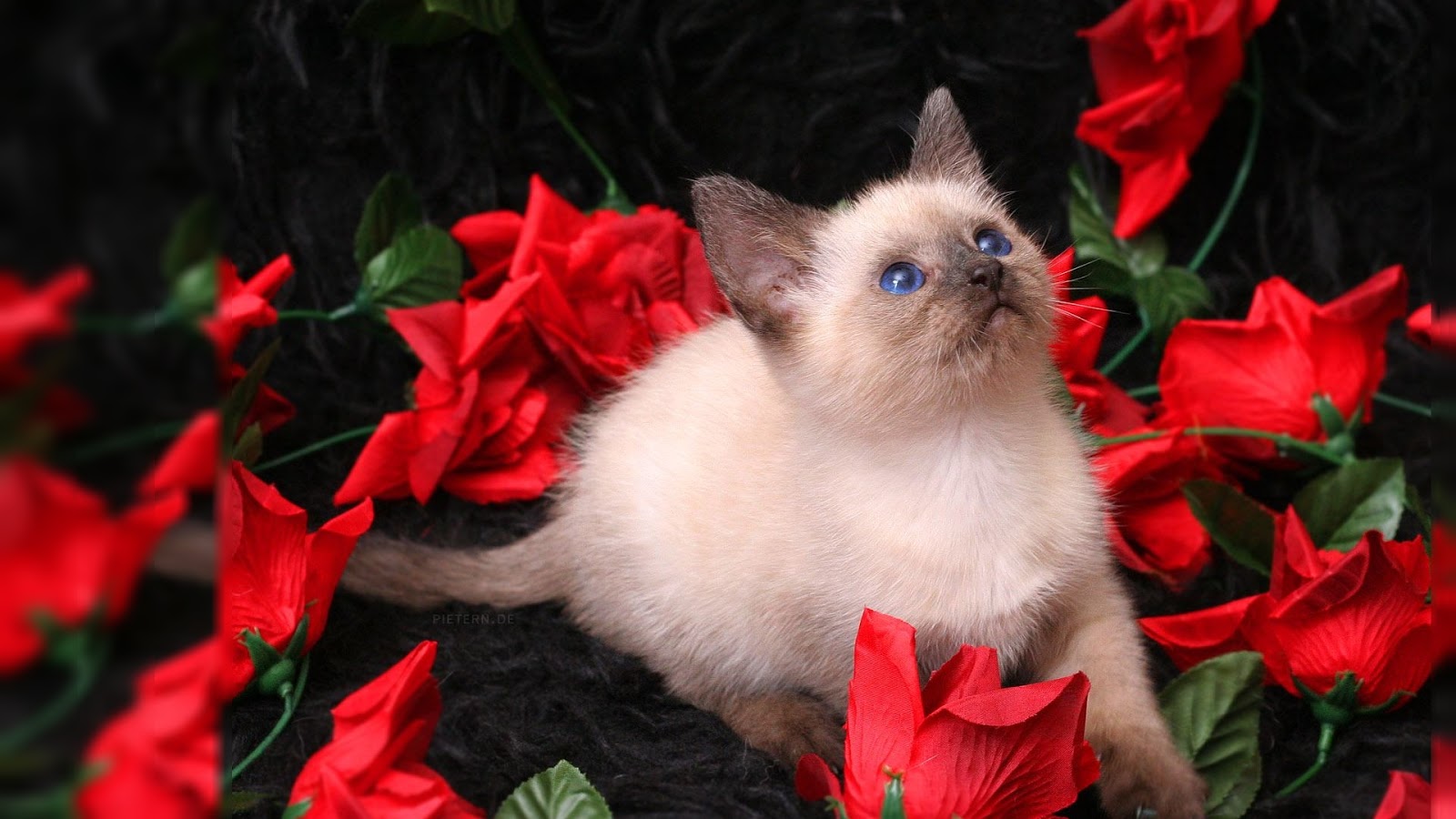http://2.bp.blogspot.com/-d5SXxOFSxrs/UO6_D86lGTI/AAAAAAAABuY/Vv0rYjch7OA/s1600/red+rose+HD+wallpaper+%283%29.jpg