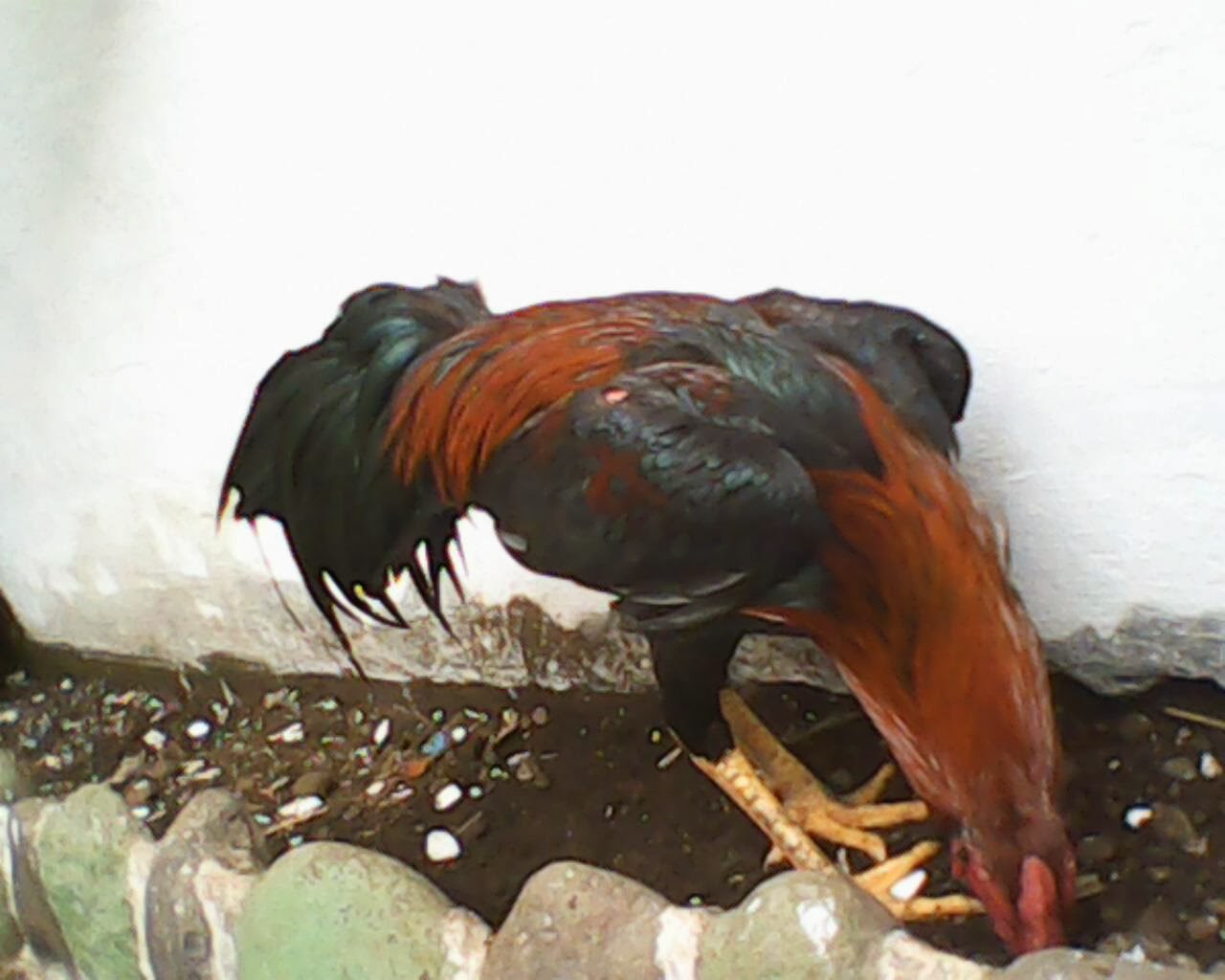 Sejarah Ayam Bangkok Aduan