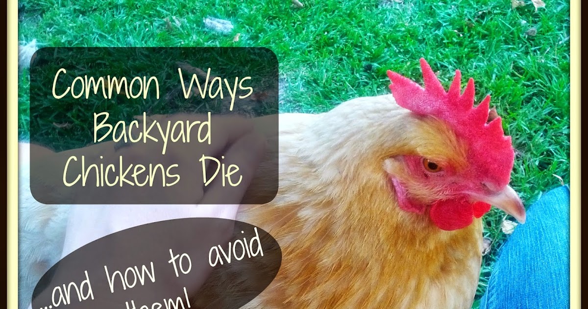 Common Ways Backyard Chickens Die and How to Avoid Them