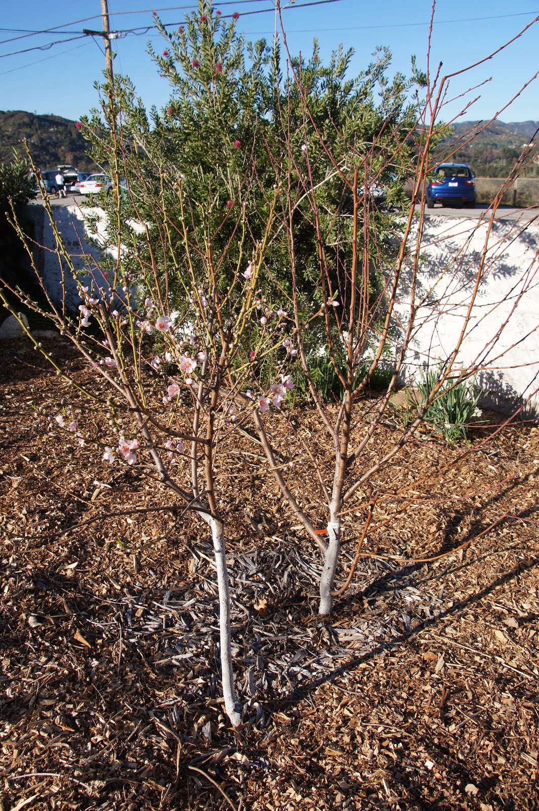 A Thinking Stomach The Orchard Report 2012