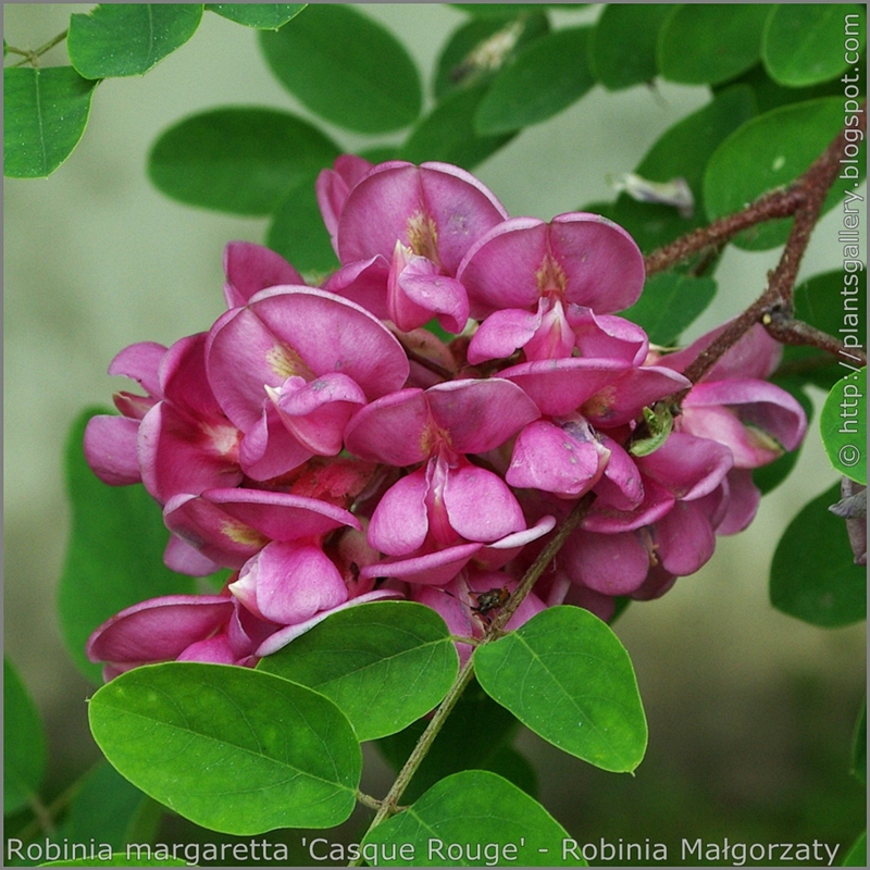 Robinia margaretta 'Casque Rouge' flowers  - Robinia Małgorzaty 'Casque Rouge'  kwiaty