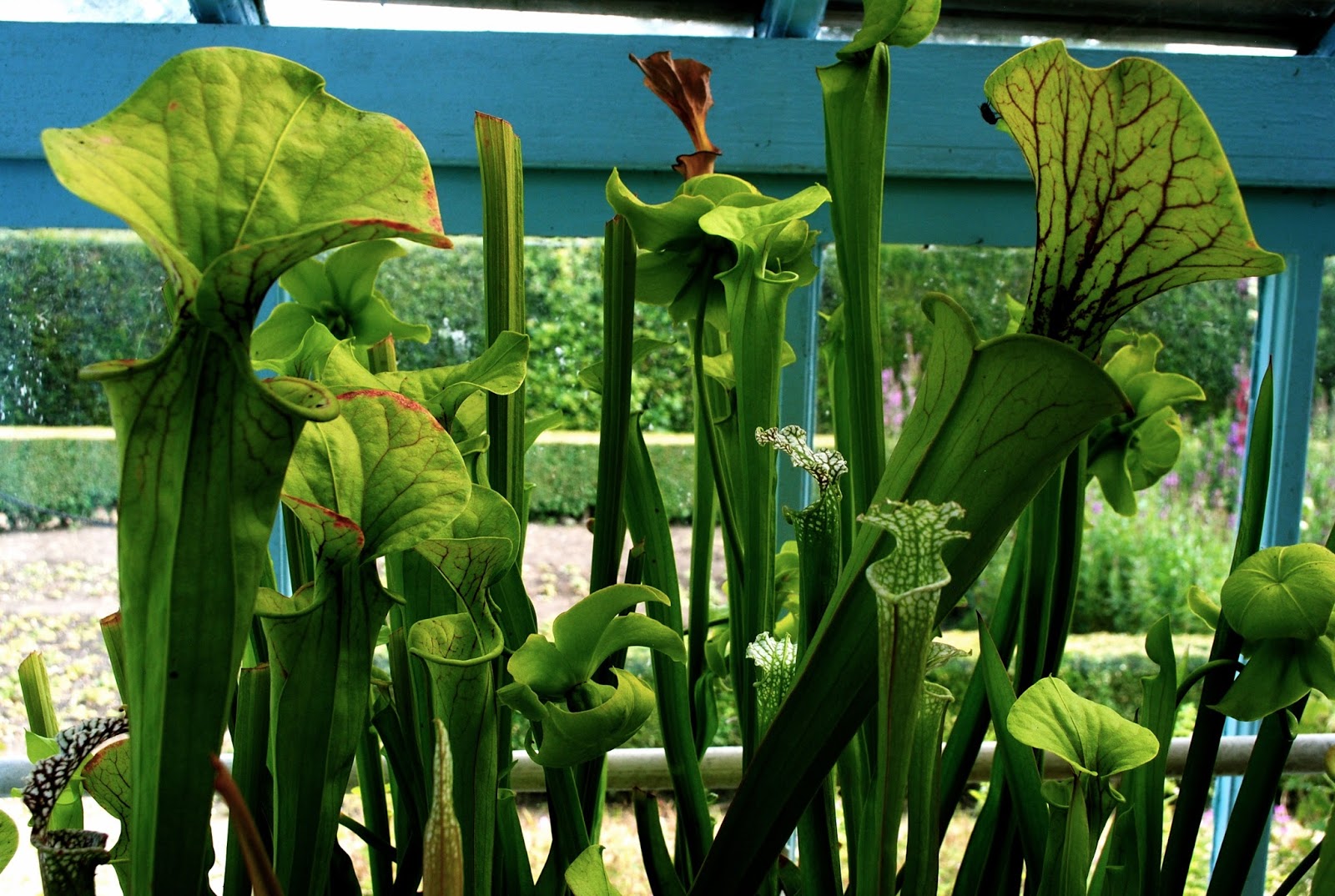 The Gardens of Charles Darwin at the Downe House in Kent England