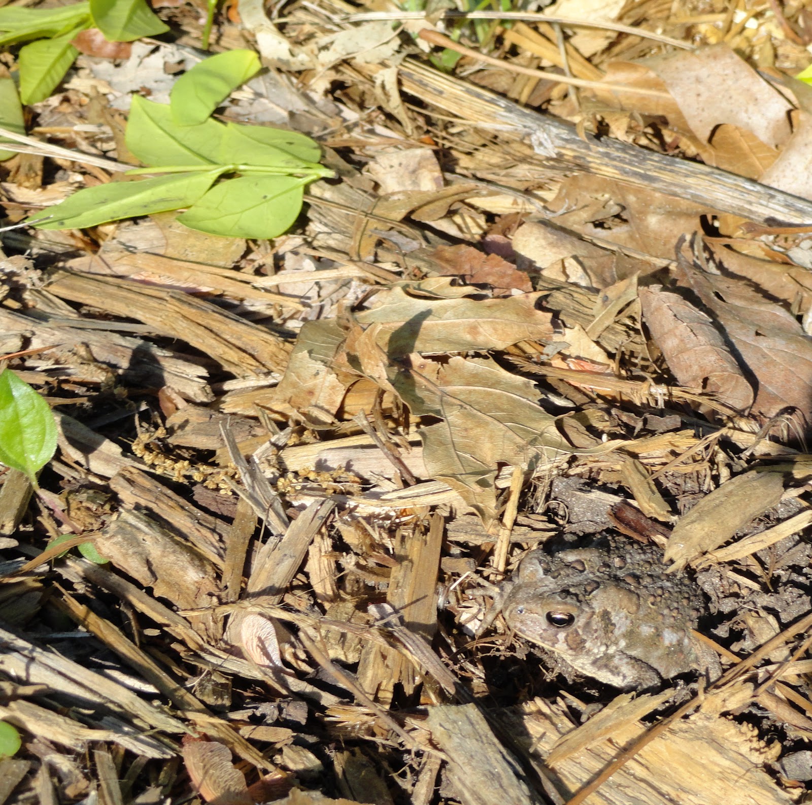 The Eclectic Chair: Eclectic Chair 332 July 30th, 2012 1-3pm on Q90.1Fm