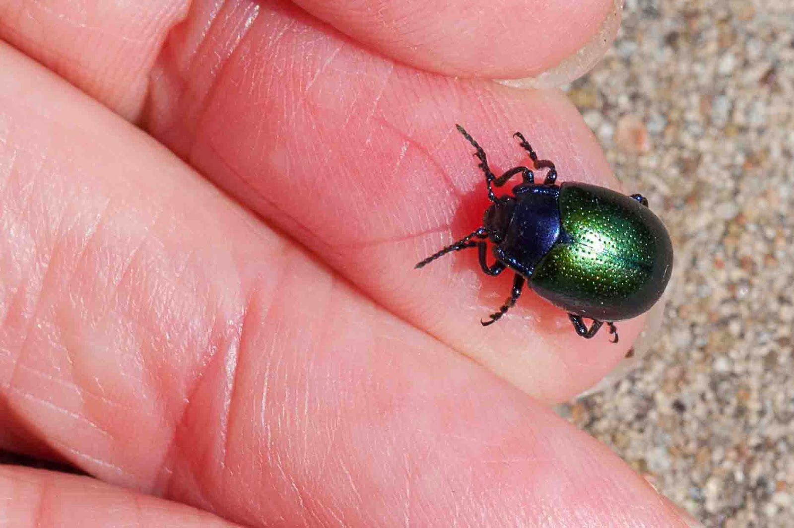 Window on a Texas Wildscape: Little green beetle