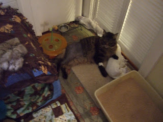 Bentley S Fho Femoral Head Ostectomy Experience