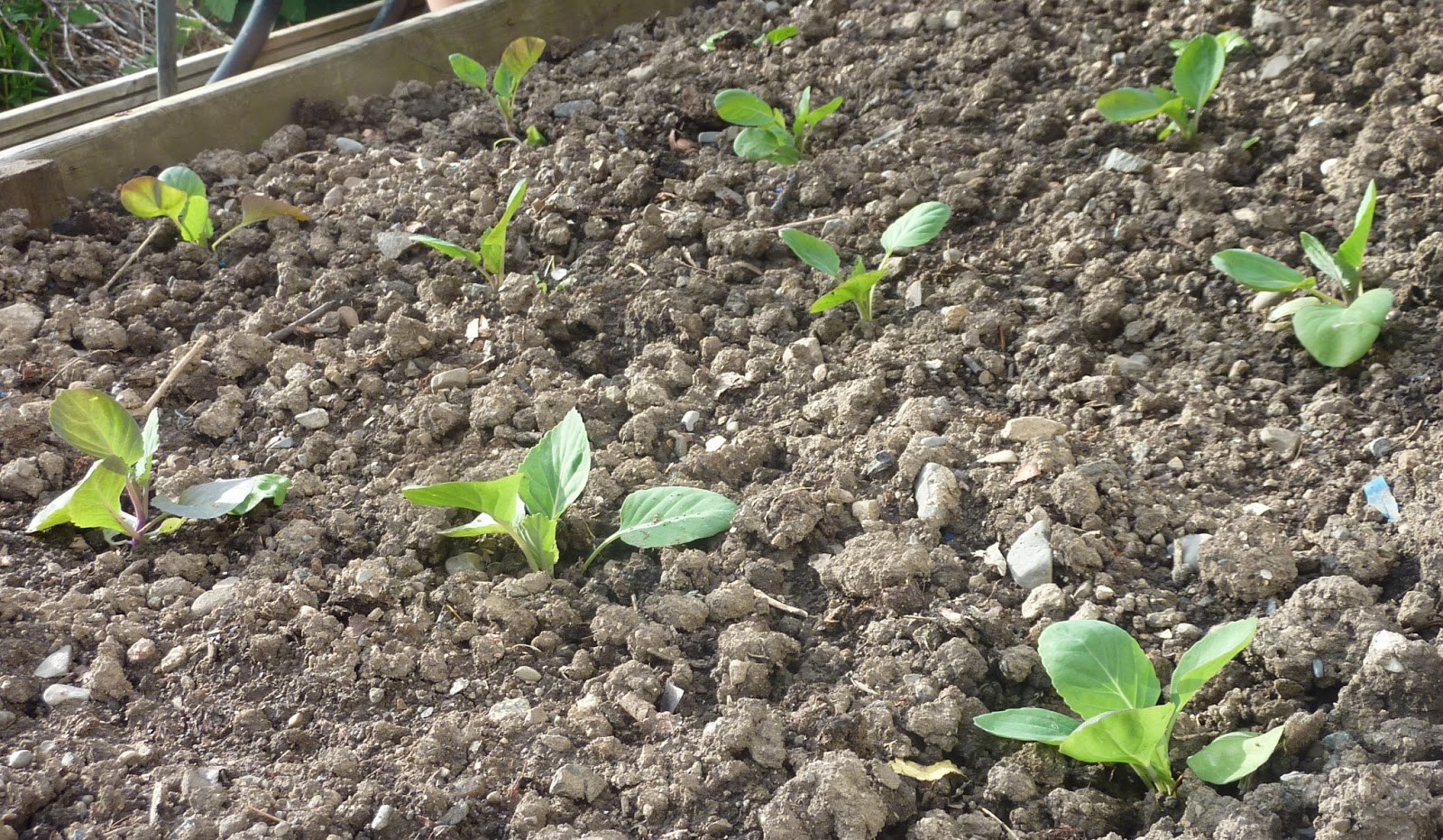 Transplanting Seedlings into Raised Beds SeanD