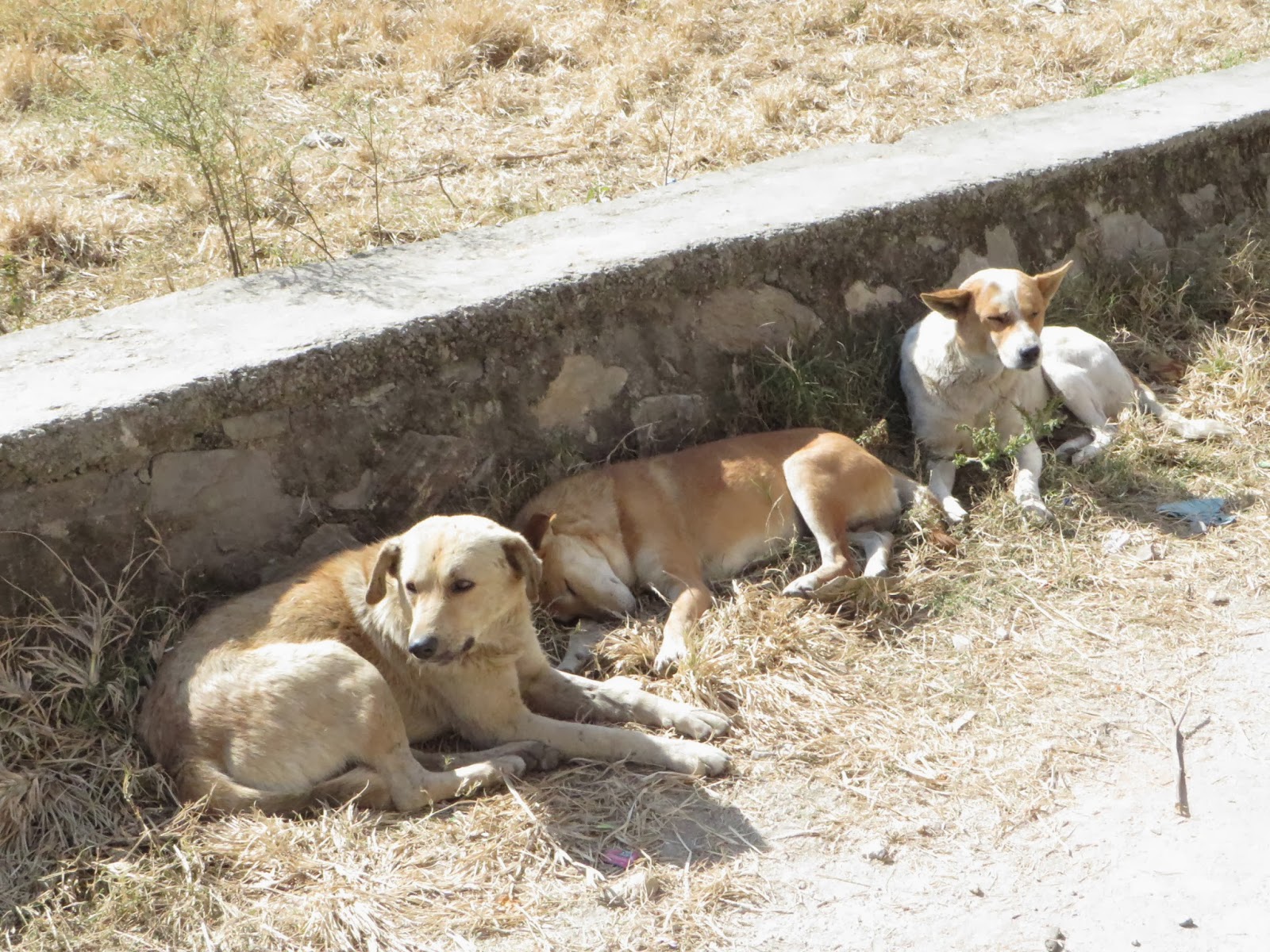 ネパールの気ままな犬日記 繁殖期