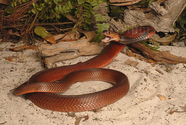 Snakes Red Spitting Cobra