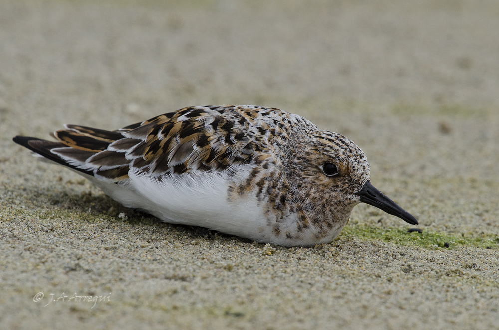 Correlimos tridactilo, Calidris alba, Sanderling Correlimos tridactilo, Calidris alba, Sanderling