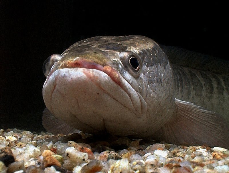 Ikan Gabus Adalah Jenis Karnivora Pemakan Daging Habitat Ikan Gabus Adalah Jenis Karnivora Pemakan Daging Habitat