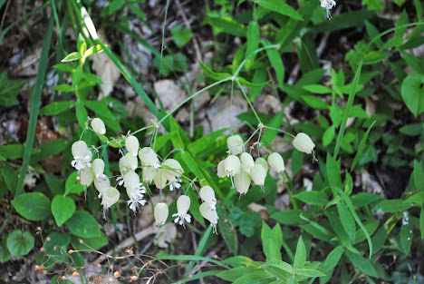 Silene vulgaris ou conhecido por copo-de-leite