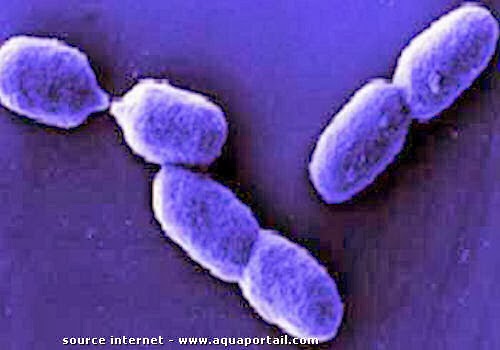Azotobacter Sebagai Bakteri Pengambat N2 yang Non Simbios